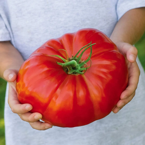 Semillas De Tomate Gigante Red Delicious - Record Mundial!!