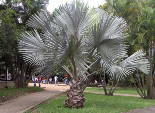 Palmera Bismarckia Nobilis E65
