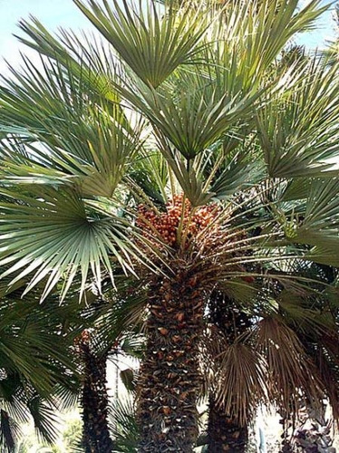 Semillas De Palmera Palmito X 15 Unid. 