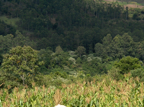 Dueño Vende 29ha, Con Título De Propiedad, 600mts De Costa Sobre El Río Uruguay, Arroyo Y Nacientes De Agua.