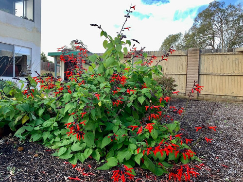Salvia Gesneriiflora - Semillas