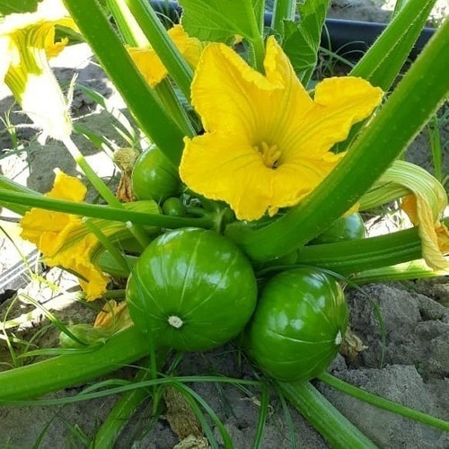 Imagen 2 de 4 de Semillas Zapallito Verde O De Tronco X Sobre Huerta En Casa