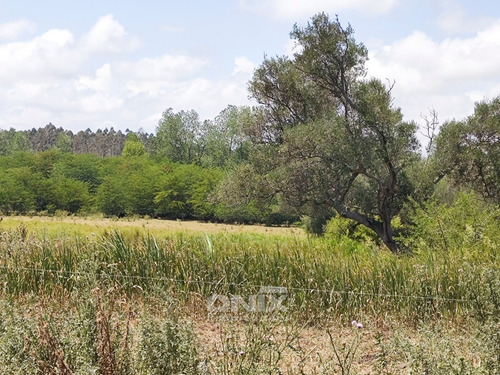 Venta Campo 36,2ha En Toledo Chico Con Chacra Y 2 Pozos