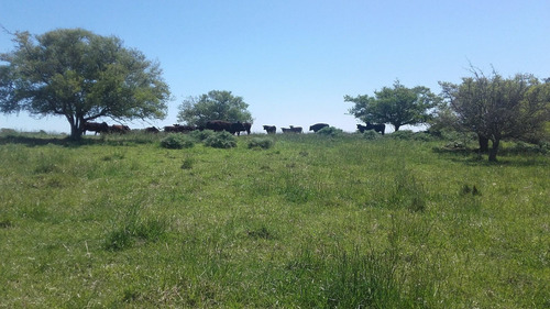 Imagen 4 de 11 de Campo 134 Has. En Gral. Madariaga