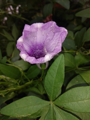 Ipomea Púrpura - Enredadera Trepadora Nativa (2 Plantas)