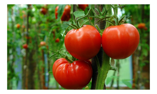Tomate Ace 55 Redondo Determinado X 80 Semillas