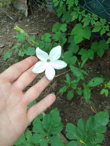 Semillas De Flor Silvestre Del Campo. Color Blanco.