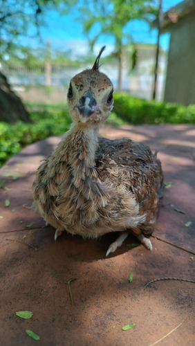 Pichones De Pavo 