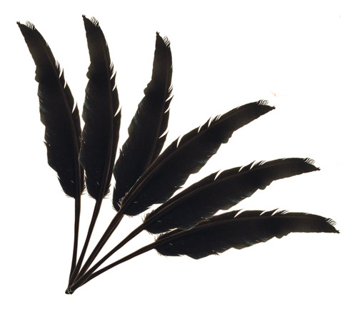 Pluma India 17,7 8.0 Color Negro