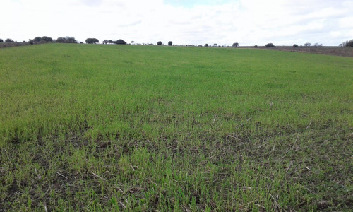 Venta Campo 55h Agrícola/ganadero Paraje Morlan Colonia