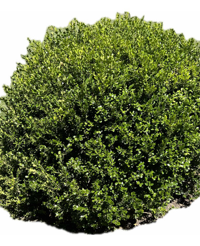 X3 Buxus Cerco Vivo Perimetral - Arbustos - Plantas