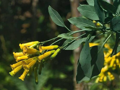 Arbolitos De Palán Palán (nicotiana Glauca Graham)
