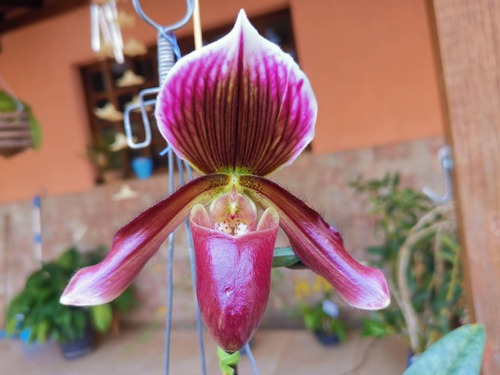 Orquídea Sapatinho Paphiopedilum Hsinying Maudiae Leopard Ad | Parcelamento  sem juros