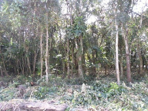 Imagem 3 de 6 de Terreno De Chácara No Litoral Com 5181 M², Em Itanhaém/sp