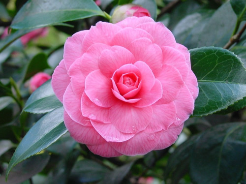 Camellia Japonica Sementes Camelia Flores Gigante Rosa Mudas | MercadoLivre