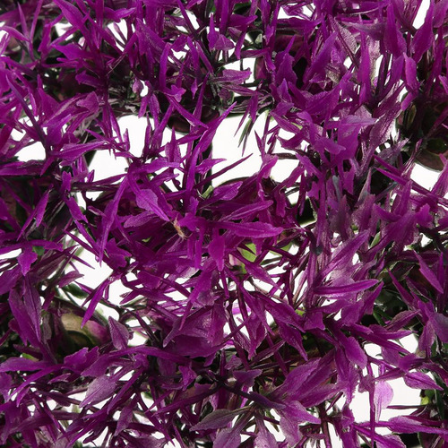 Planta De De De Topiario De Eucalitto Violeta 27cm
