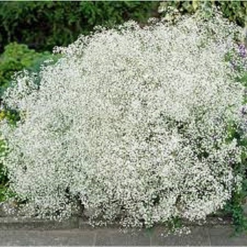 Gypsophila Elegans / Mosquitinho Branco 0,6g - 900 Sementes