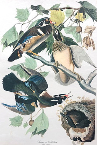 Antigua Lamina The Audubon Folio - Wood Duck - Carpintero