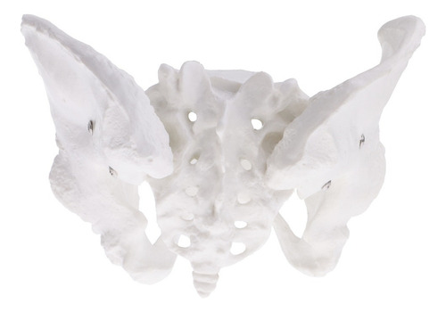 A Kits De Modelos Anatómicos De Esqueleto De Pelvis Sacro
