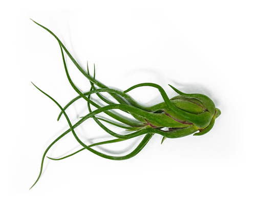 Planta De Aire Tillandsia Caput Medusae Gigante 8 a 10 pulga