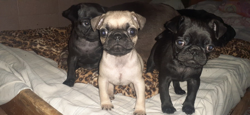 Cachorros Pug Machos Negro Y Beige Disponible.