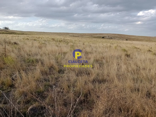 223 Hectáreas En Treinta Y Tres, Se Financia