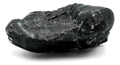 Muestra De Concha De Mar Fósil 45 Gramos - 1 Pieza