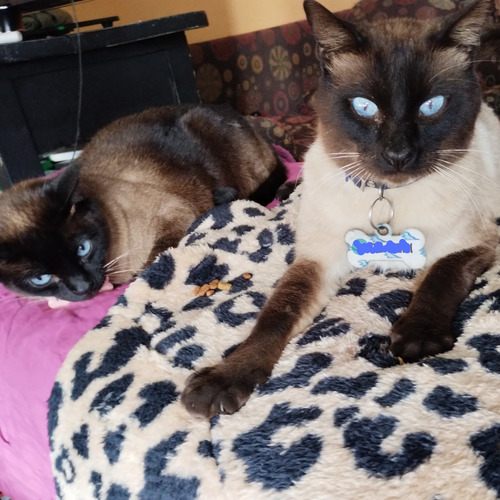Gatos Siames Bebes! Gatitos Siameses Chiquitos! Macho Hembra