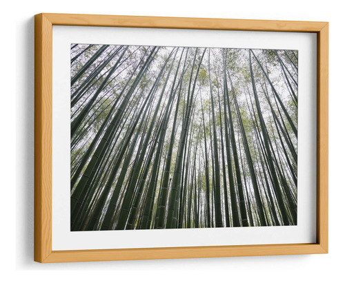 Cuadro Enmarcado Pino Con Marialuisa Bamboo Forest 40x30