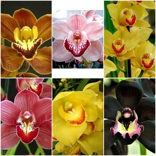 Kit Com 12 Mudas Orquídeas Cymbidium + Cymbidium Negra | Parcelamento sem  juros