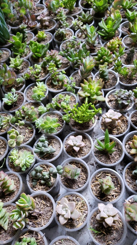 Imagen 3 de 5 de Regalos De Plantas Suculentas, Recuerdos En Macetitas