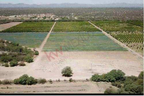 Campo Agricola En Produccion Ubicado Cerca De La Ciudad De Hermosillo, Sonora, Mex., En La Carre...