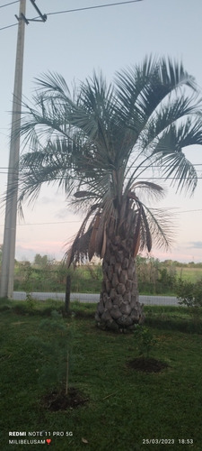 Imagen 2 de 2 de Palemra Butia