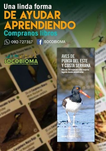 Aves De Punta Del Este Y Costas Serranas