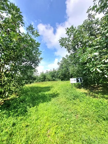 Excelente Finca Productora De Aguacate