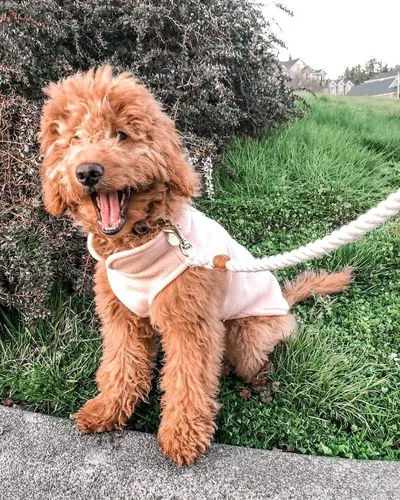 Chaleco tejido online para perro