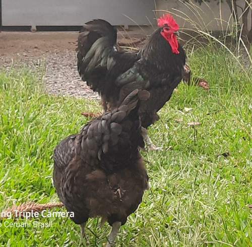 Gigante Negro De Jersey - 6+1 Ovos Cemani Brasil