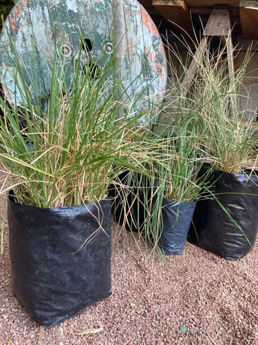 Muhlenbergia Graminea Hoja Azulada, Floracion Espiga Rosada 