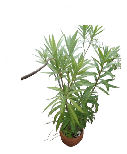 Laurel De Flor O De Jardin (nerium Oleander) Cerco Vivo