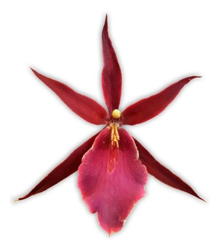 Orquídea Miltassia Royal Robe ! Planta Adulta !