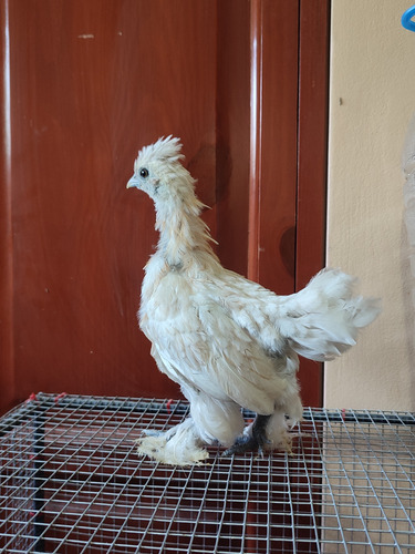 Sedosos Del Japón Gallinas