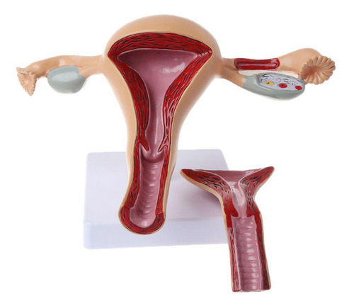 Modelo Anatômico Do Órgão Reprodutor Feminino, Útero, Vagina