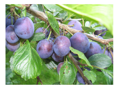 15 Semillas De Prunus Domestica - Ciruelo Japones Cod. 977