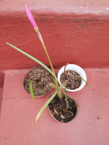 Lirio De Lluvia - Zephyrantes Rosea