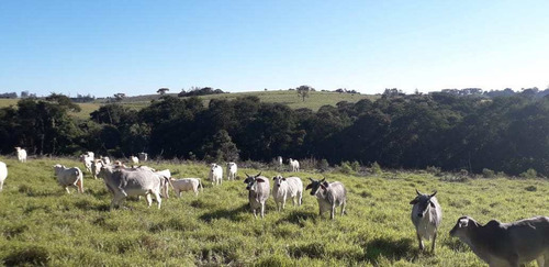 Imagem 5 de 14 de Chácara, Sitio Mococa, São Miguel Arcanjo - R$ 2.2 Mi, Cod: 235116 - V235116