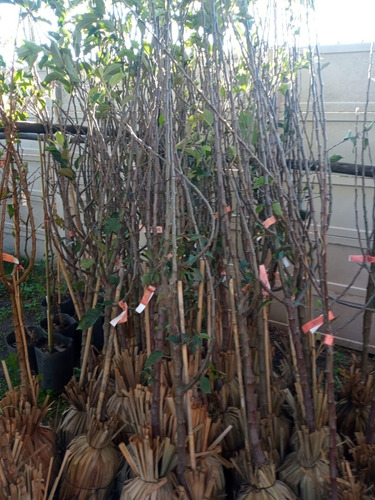 Imagen 6 de 10 de Membrillo Planta - 3 Años 2mts. Vivero Hab.xsenasa. Entregas