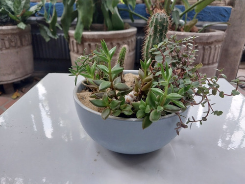 Mini Jardines