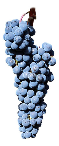 Planta Trepadora Uva Tinta Cabernet Sauvignon, Alta Calidad