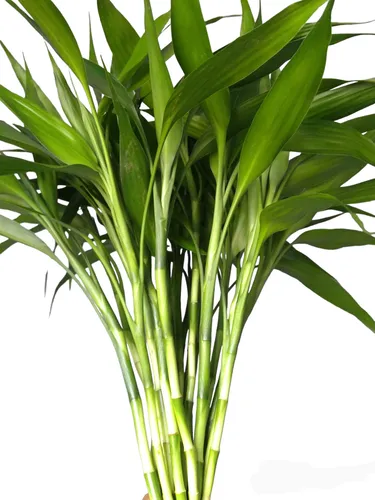 comprar Bambu Da Sorte Natural (10) Hastes 42cm  + Hidrogel  Brinde