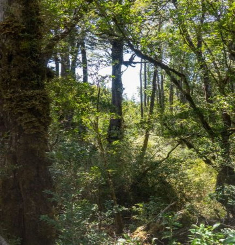 Chiloé